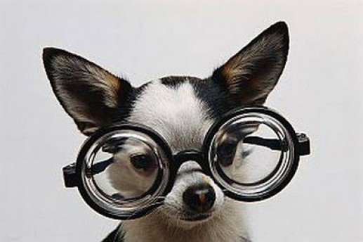 Newsflash 2 Động vật đeo kính 7