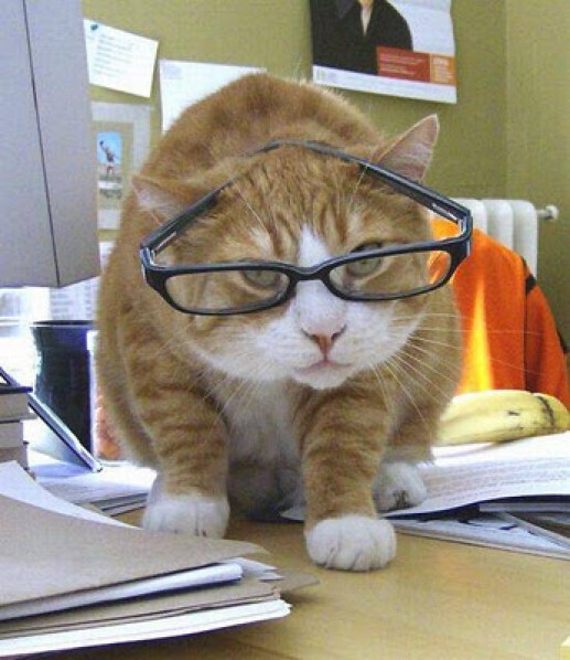 Newsflash 2 Động vật đeo kính 10