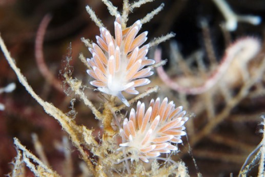 Động vật biển 5