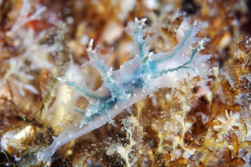 Động vật biển 6