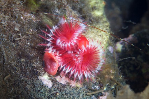 Động vật biển 4