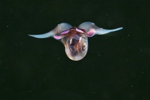 Động vật biển 9