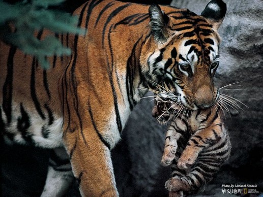 Newsflash 2 Những hình ảnh động vật đẹp nhất