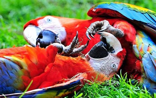Newsflash 2 Những hình ảnh động vật đẹp nhất trong tuần