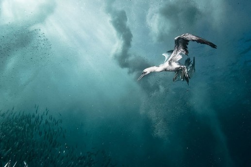 Newsflash 2 Plunge Diver (Phi Lao)