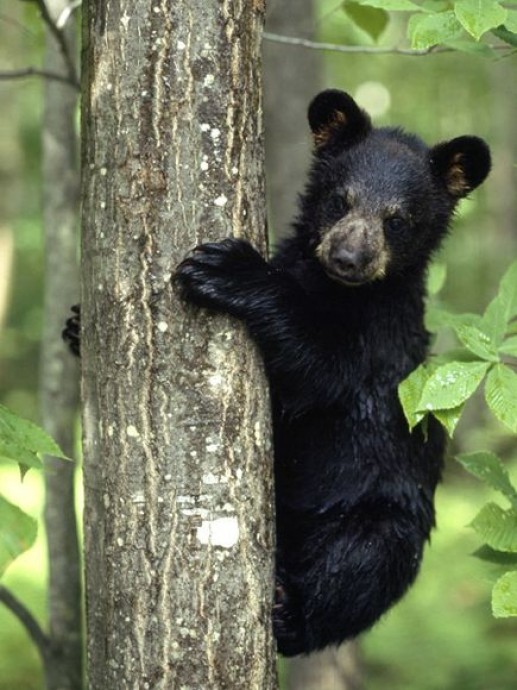 Newsflash 2 Gấu cub đen