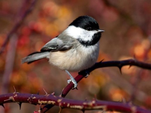 Newsflash 2 Chickadee