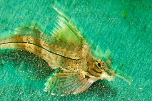 Thế giới sinh vật biển rực rỡ 10