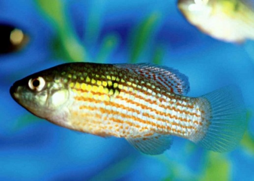 Cá pupfish