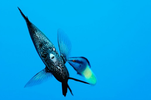 Thế giới sinh vật biển rực rỡ 13