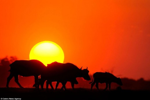 Newsflash 2 Ngắm nghệ thuật chụp bóng động vật đẹp như tranh vẽ 1