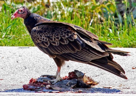 Kền kền gà tây