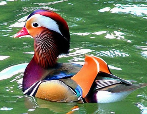 Newsflash 2 Những loài động vật khoác trên mình "bộ áo" độc lạ 11