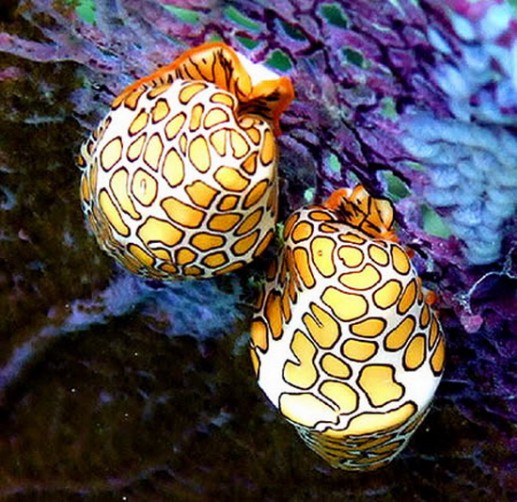 Newsflash 2 Những loài động vật khoác trên mình "bộ áo" độc lạ 7
