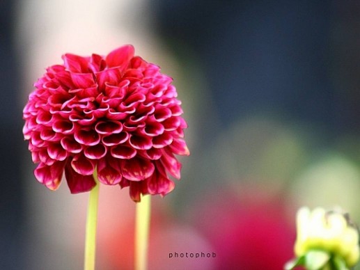 Hoa thược dược 2