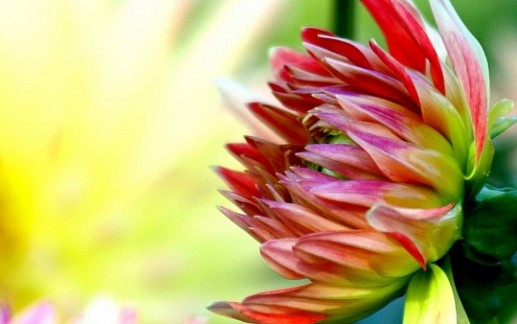 Hoa thược dược 15