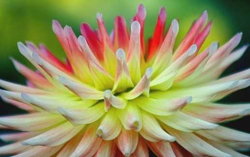 Hoa thược dược 16