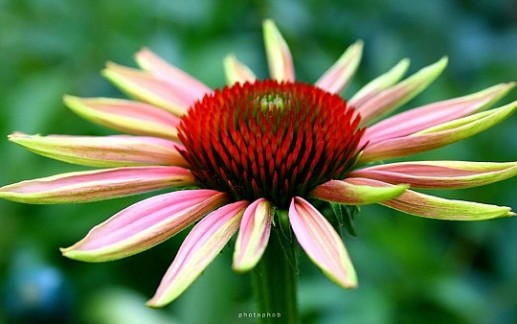 Hoa thược dược 18