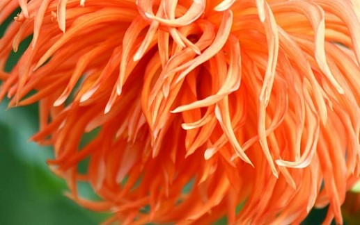 Hoa thược dược 10