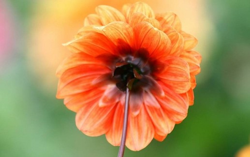 Hoa thược dược 7