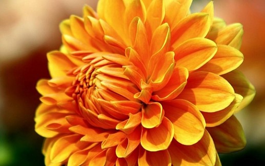 Hoa thược dược 8