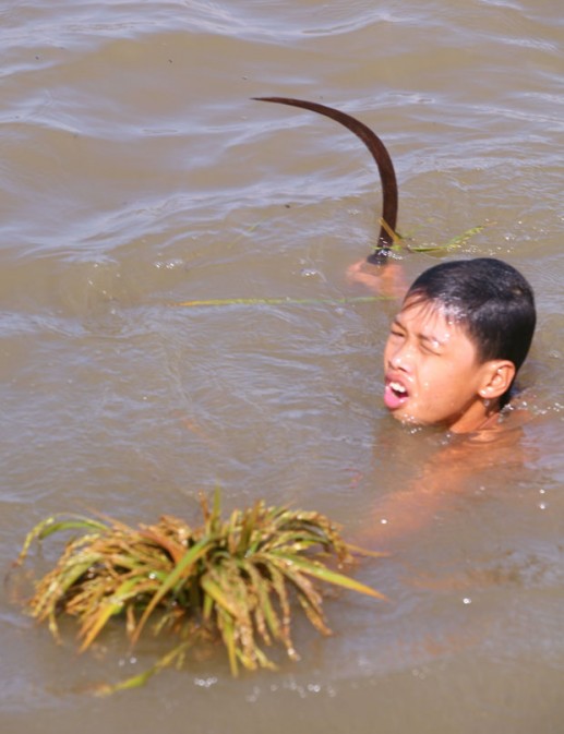Newsflash 2 Gặt lúa mùa lũ 4