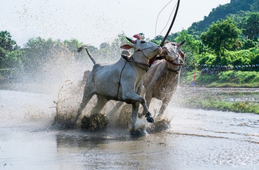 Newsflash 2 “Xứ sở cây thốt nốt" Tịnh Biên đẹp như tranh vẽ mùa nước nổi 11