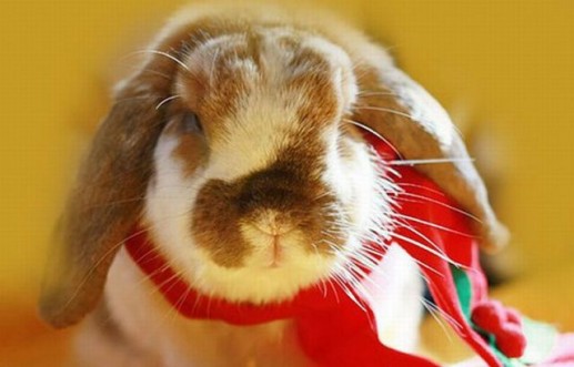 Newsflash 2 Động vật đón Giáng sinh 6