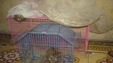 Bắt quả tang buôn bán động vật quý hiếm tại Hà Nội