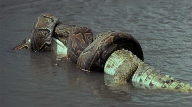   Trăn “khủng” quấn chết cá sấu