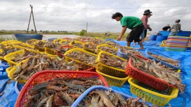Viết thư gửi Bộ trưởng Cao Đức Phát vì muốn cứu nguy cho... tôm