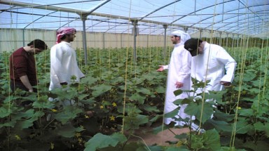 Biến sa mạc thành đất trồng ở Qatar