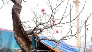 Những gốc đào “độc nhất” Nhật Tân