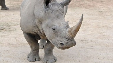 2011: hàng trăm tê giác bị giết 