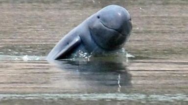 Cá heo quý hiếm tại Việt Nam 