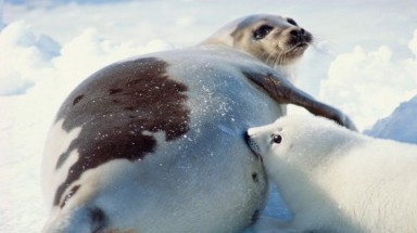 Biến đổi khí hậu: Hải cẩu có thể tuyệt chủng 