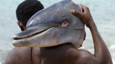  Món nhậu mới : Cá heo