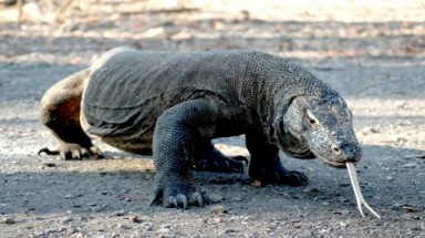  Khám phá loài rồng Komodo kỳ thú