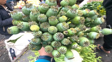 Cây thuốc phiện bày bán như rau ở chợ biên giới Việt - Lào