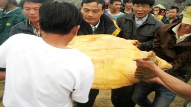  Huế: thả rùa Quản Đồng về với đại dương