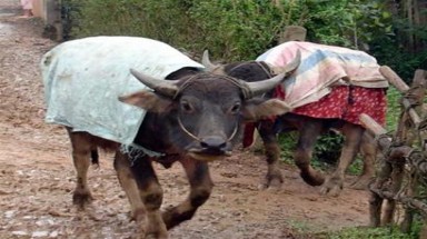 Chủ động phòng chống rét trong dịp tết