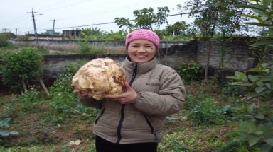 Hưng Yên: Củ đậu khổng lồ