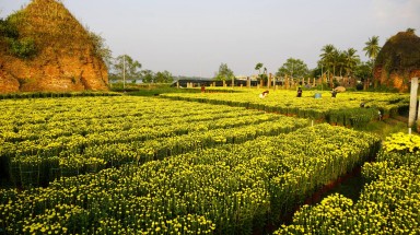 Vườn hoa Tết bên lò gạch 100 tuổi