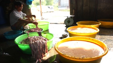 Biến phế phẩm ruột heo thành thuốc chữa bệnh