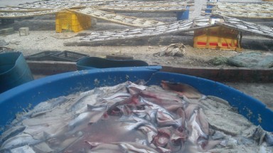 Bàn về nỗi lo an toàn bữa ăn