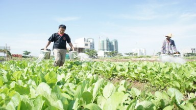 Từ chiếc bánh mì đến vườn rau xanh