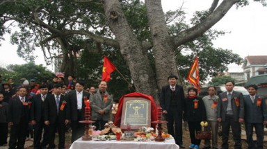  Công nhận bốn cây di sản Việt Nam ở Sóc Sơn, Hà Nội