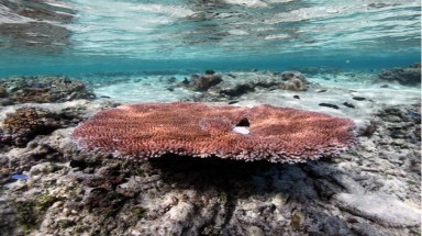   San hô thích ứng được biến đổi khí hậu