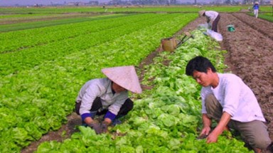 Hà Nội: Đã có bản đồ rau xanh