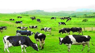 Tây Bắc, có hộ thu đến 80 triệu đồng mỗi tháng